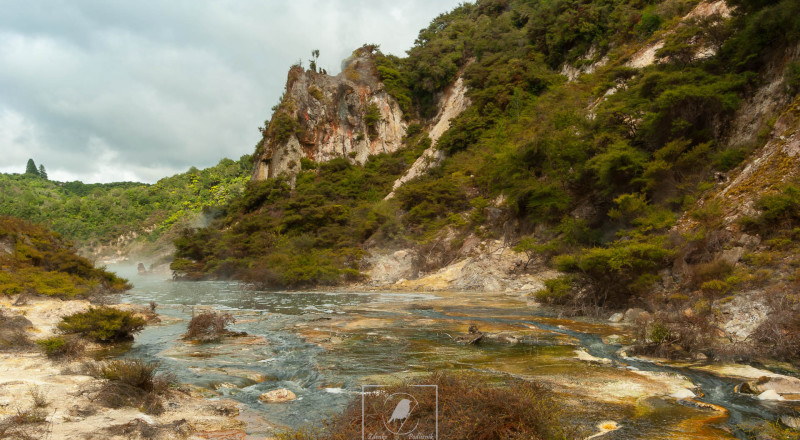 Animals NewZeland 100 5