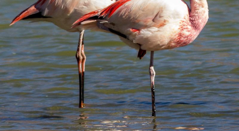 Birds of Bolivia 2164