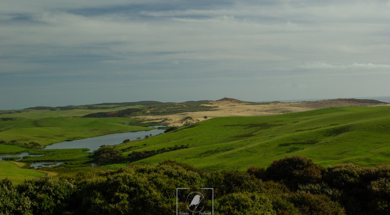 NewZeland 13