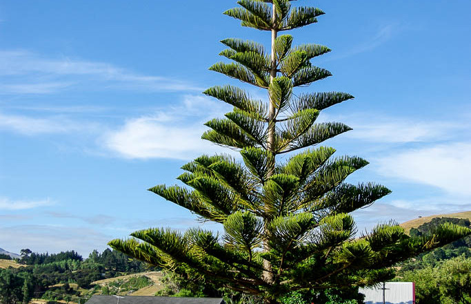 newzeland 121