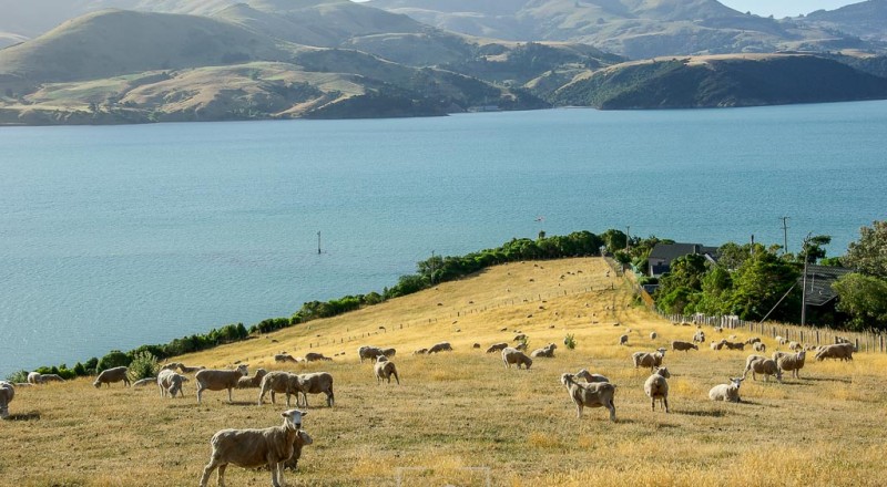 newzeland 122