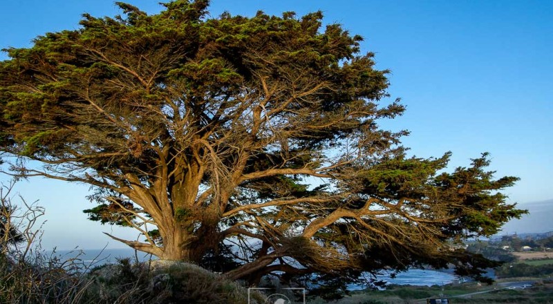 newzeland 27