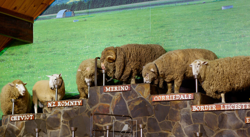 newzeland 8