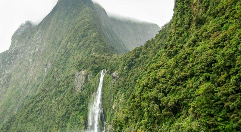 newzeland 81