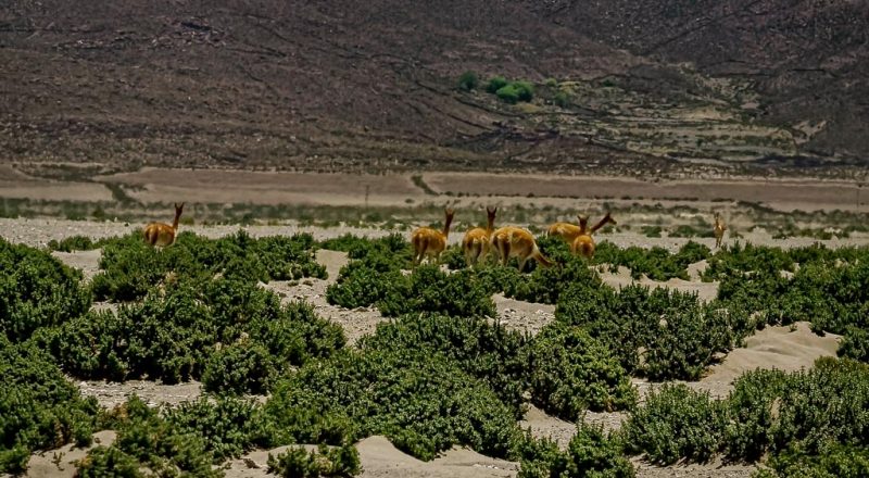 animals in bolivia 4