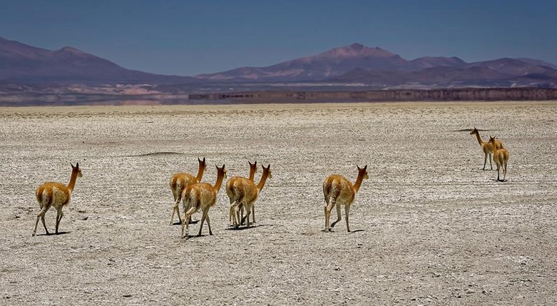animals in bolivia 5