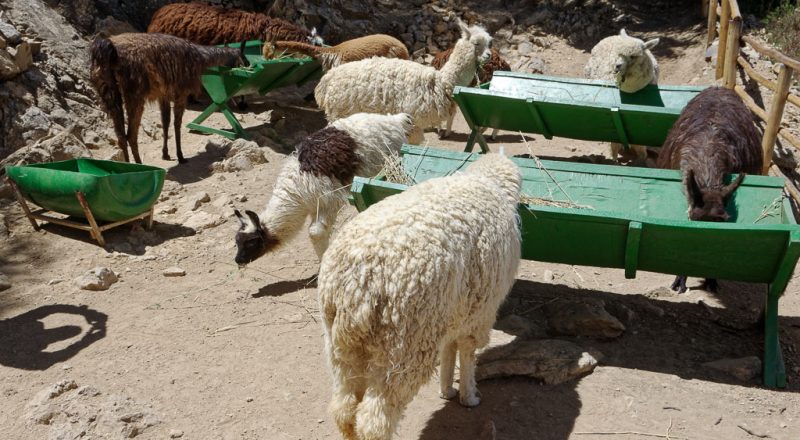 animals in bolivia 2