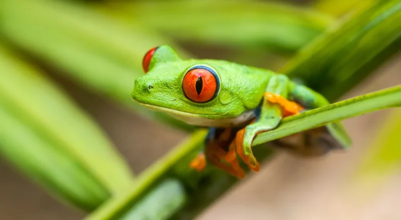 green frog web